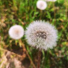 Poof flower seeds