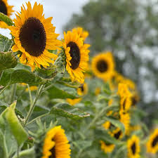 Helianthus flower seeds