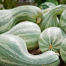 Cushaw Squash Seeds for Planting – Heirloom Winter Squash Seeds