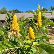Yellow Candlestick flower seeds