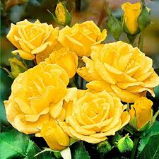 Gold Rose flower seeds