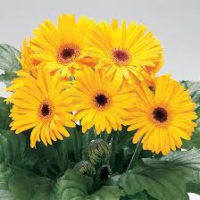 Yellow Gerbera flower seeds