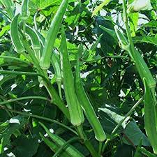Clemson Spineless Okra Seeds for Planting – Heirloom Okra Seeds
