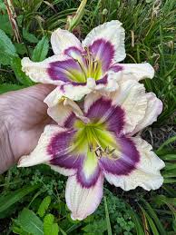 White Violet flower seeds