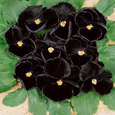 Black Pansy flower seeds