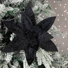 Black Poinsettia flower seeds