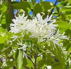 White Chionanthus flower seeds