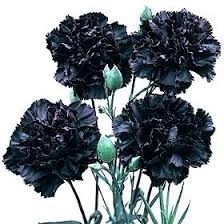 Black Carnation flower seeds
