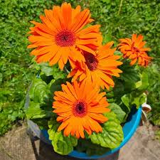 Orange Gerbera flower seeds