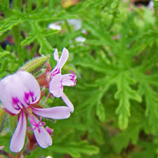 Rose Geranium flower seeds
