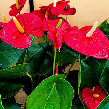 Pink Sky flower seeds