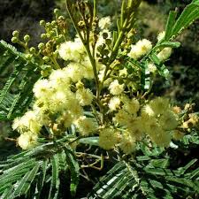 Light Green flower seeds