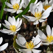 White Sanguinaria flower seeds