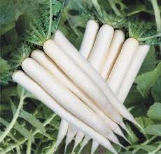 Minowase Daikon Radish Seeds