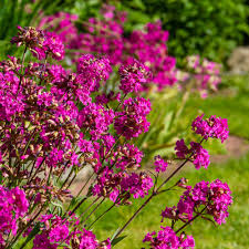 Violet Lychnis flower seeds
