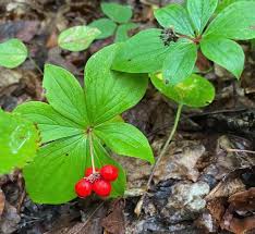 Western Bunchberry Flower Seeds for Planting – Heirloom Non-GMO Garden Seeds