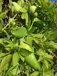 Cyclanthera Seeds for Planting – Heirloom Non-GMO Garden Seeds