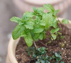 United Mint Herb Seeds for Planting – Heirloom Non-GMO Garden Seeds