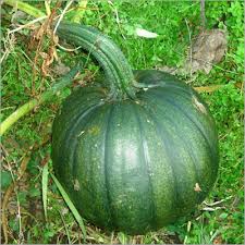 Hubbard Squash Seeds for Planting – Heirloom Winter Squash Seeds