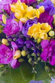 Violet Yellow flower seeds