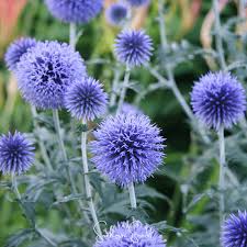 Echinops flower seeds
