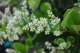 White Ligustrum flower seeds