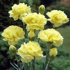White Green flower seeds