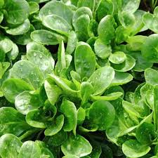 Lamb's Lettuce Seeds