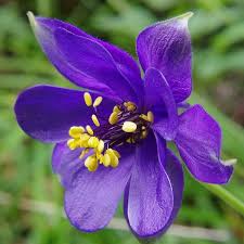 Violet Blue flower seeds