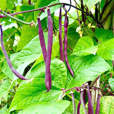 Purple Bush Bean Seeds for Planting – Heirloom Garden Seeds
