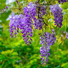 Purple Chinese flower seeds