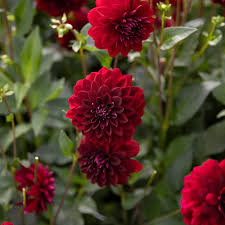 Arabian Night flower seeds