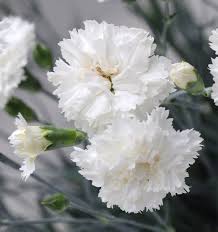 White Carnation flower seeds