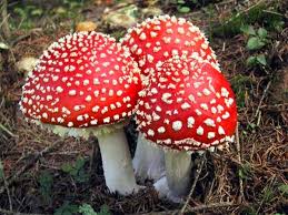 Mixed Mushroom Spores for Growing – Gourmet Mushroom Culture