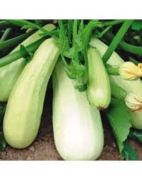 Bianco di Trieste Zucchini Seeds for Planting – Heirloom Summer Squash Seeds
