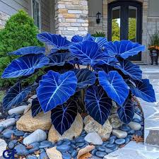 Dark Blue flower seeds