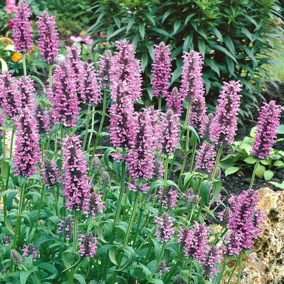 Cat Mint Growing in Pollinator Friendly Garden