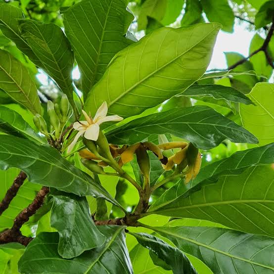 Graines de fleurs de génipayer à petites feuilles à planter – Graines d’arbre génipayer tropical