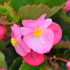 Pink Begonia flower seeds