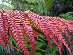 Red Fern flower seeds
