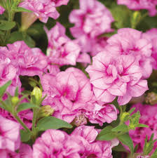 Double Petunia flower seeds