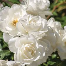 White Climbing flower seeds