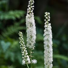Cimicifuga flower seeds
