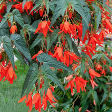 Boliviensis flower seeds