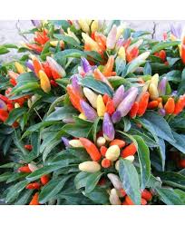 Mixed Ornamental Pepper Seeds
