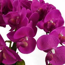 Dark Pink flower seeds