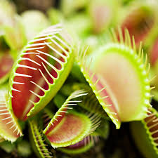 Carnivorous Venus flower seeds