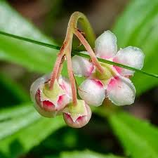 Red Chimaphila flower seeds