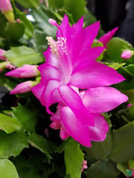 Purple White flower seeds