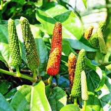 Graines de poivre long pour la plantation – Graines d'épices Piper longum